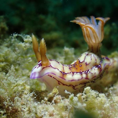 סיפאלאי Amila Dive Beach Resort מראה חיצוני תמונה
